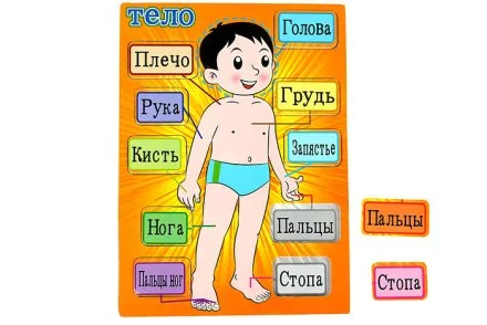 Рамка - вкладыш "Моё тело"
