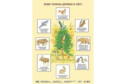 Плакат Кому нужны деревья в лесу