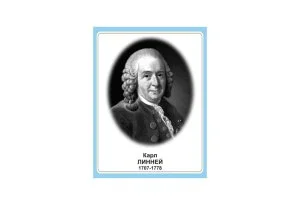 Стенд портрет Карл Линней