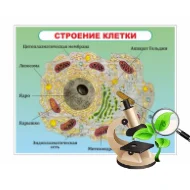 Стенды для кабинета биологии