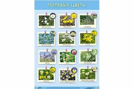 Плакат Полевые цветы