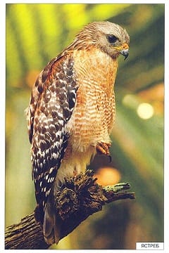 Пособие Расскажите детям о Животных (набор) МС00469(11703) галерея 19