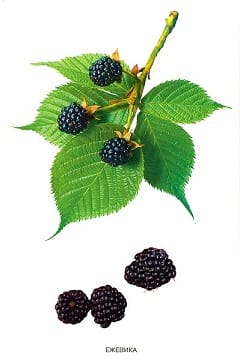 Пособие Расскажите детям о Дарах природы (набор) МС00470-72,810,464(11705) галерея 11