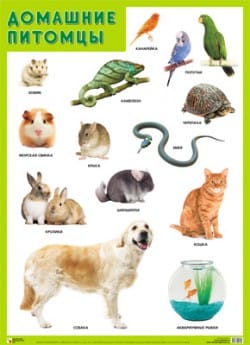 Плакаты Животный мир (набор 6шт) МС10177-182(11765) галерея 2