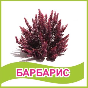Табличка "Барбарис"