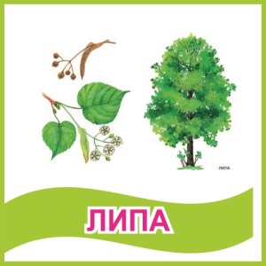 Табличка "Липа"