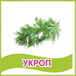 Табличка "Укроп"