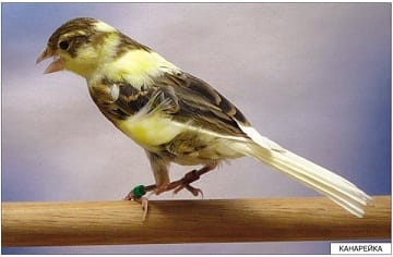 Пособие Расскажите детям о Животных (набор) МС00469(11703) галерея 2