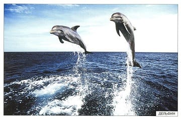 Пособие Расскажите детям о Животных (набор) МС00469(11703) галерея 14