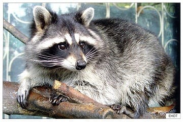 Пособие Расскажите детям о Животных (набор) МС00469(11703) галерея 10