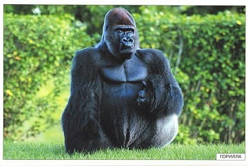 Пособие Расскажите детям о Животных (набор) МС00469(11703) галерея 8