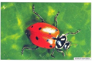 Пособие Расскажите детям о Животных (набор) МС00469(11703) галерея 16