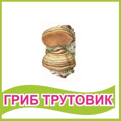 Табличка "Гриб трутовик"