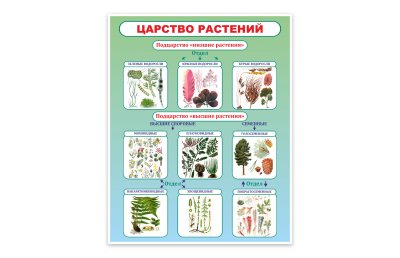 Стенд Царство растений 