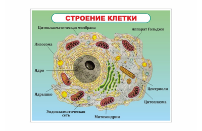 Стенд Строение  клетки