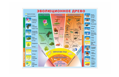 Стенд Эволюционное дерево 