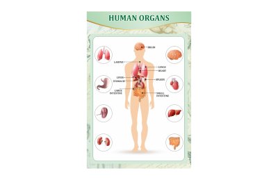 Стенд "Органы человека"