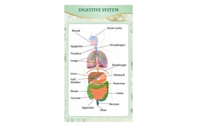 Стенд "Пищеварительная система человека"