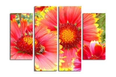 Модульная картина "Прекрасная гайлардия" 17437 галерея 1