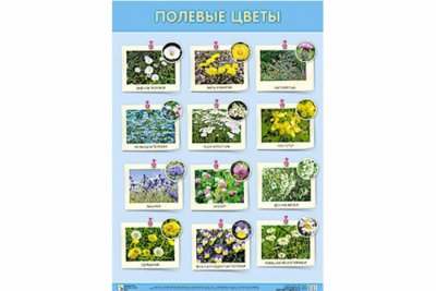 Плакат Полевые цветы