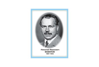 Стенд портрет Николай Иванович Вавилов