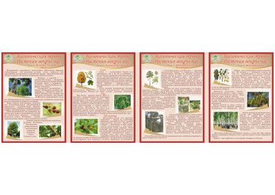 Папка-передвижка "Растения вокруг нас" — jpg/12185_vtoraya_storona.jpg