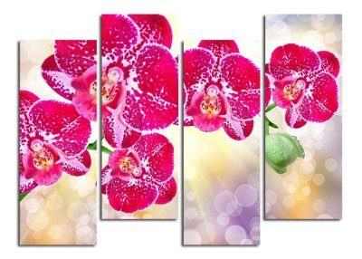 Модульная картина "Орхидея в солнечном свете" 17145 галерея 1