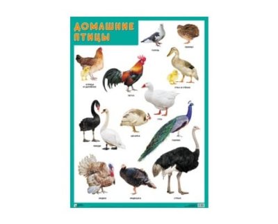 Плакаты Животный мир (набор 6шт) МС10177-182(11765) галерея 3