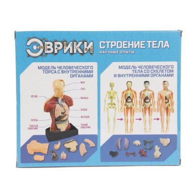 Научный опыт Строение тела — jpg/2772940_1.jpg