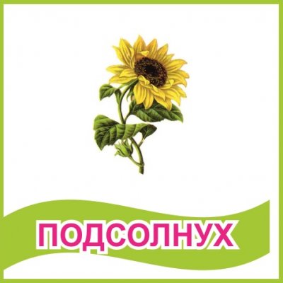 Табличка "Подсолнух"