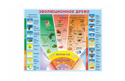 Стенд Эволюционное дерево 