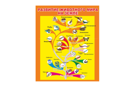 Стенд "Развитие животного мира"