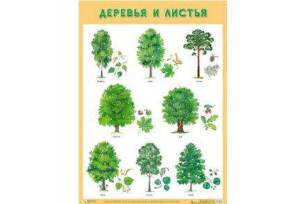 Плакат Деревья и листья