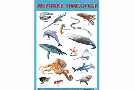 Плакат Морские обитатели