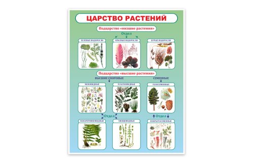 Стенд Царство растений 34617