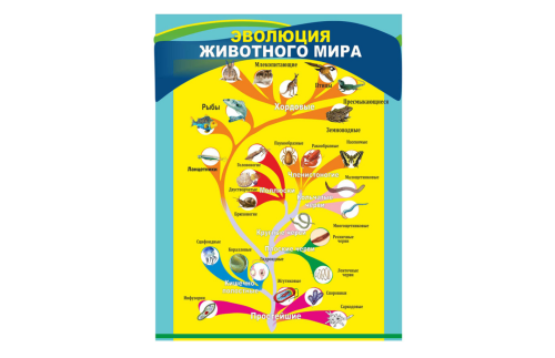 Стенд "Эволюция животного мира" 39033