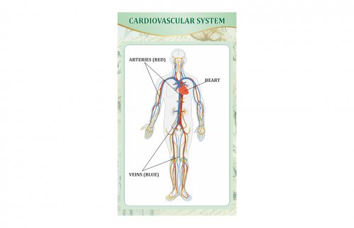 Стенд "Сердечно-сосудистая система"