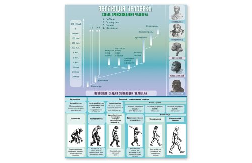 Стенд "Эволюция человека" 80х100 см 49293