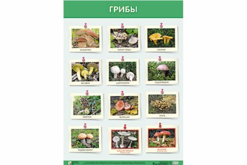 Плакат Грибы МС10809