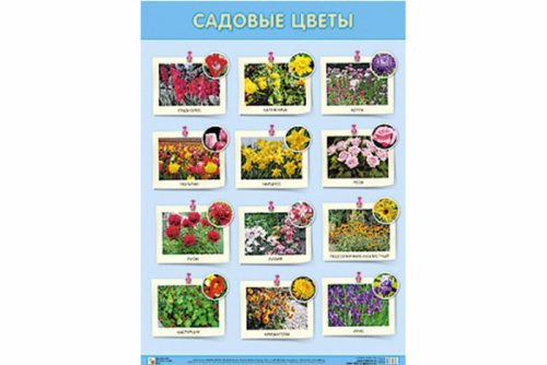 Плакат Садовые цветы МС10810