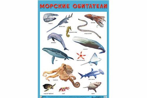 Плакат Морские обитатели МС10880