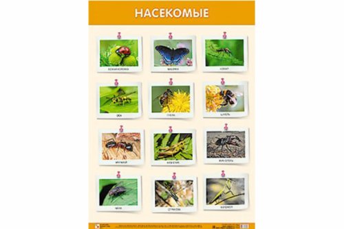 Плакат Насекомые МС10815