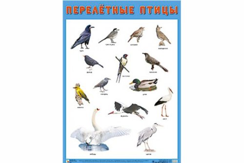 Плакат Перелетные птицы МС10882