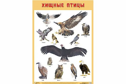 Плакат Хищные птицы МС10900