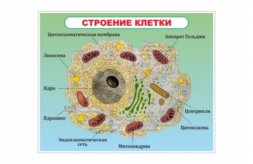 Стенд Строение  клетки