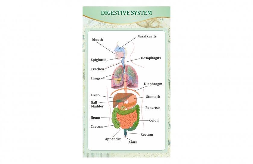 Стенд "Пищеварительная система человека"
