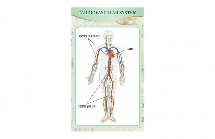 Стенд "Сердечно-сосудистая система"