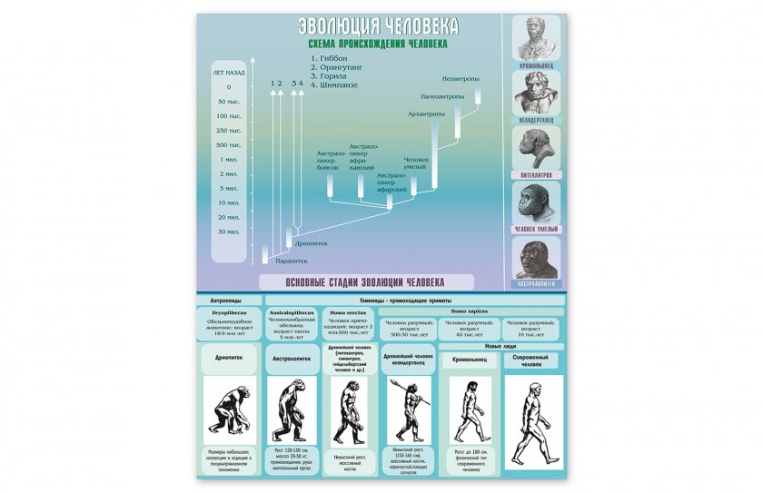 Стенд "Эволюция человека" 80х100 см