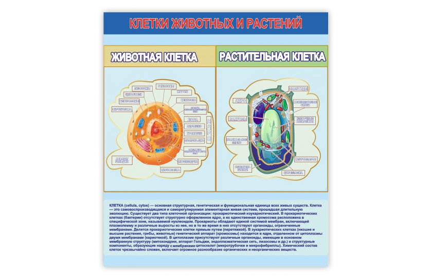 Стенд "Клетки животных и растений"