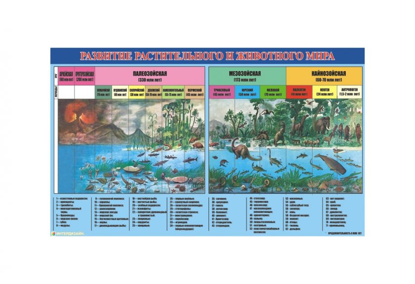 Развитие растительного и животного мира